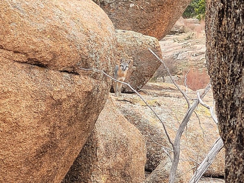 Wildlife Shows Up When You Least Expect It