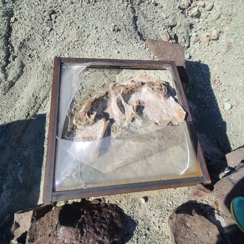 The Fossil Beds Connection You Should Know About