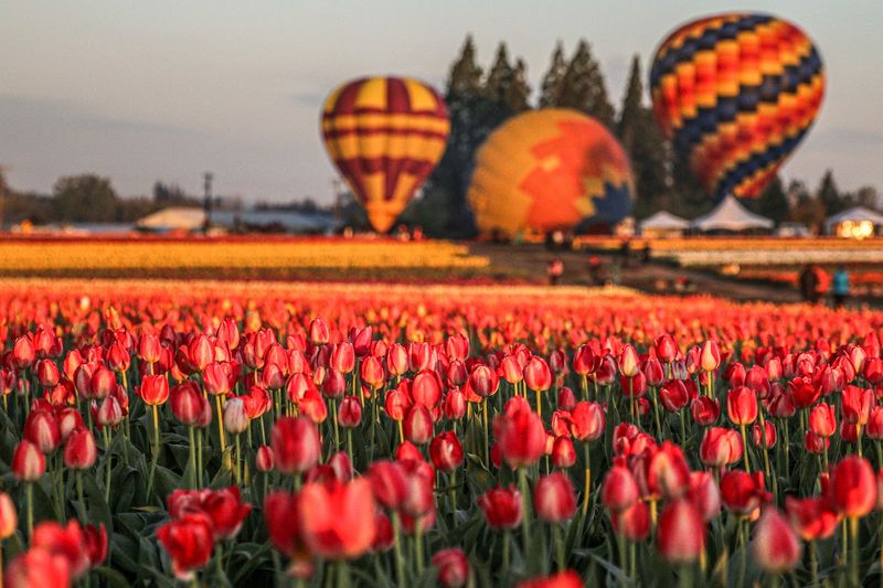 Hot Air Balloon Rides Over the Blooms