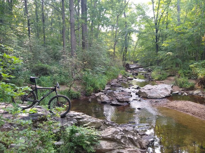 The Soundscape of the Forest: Nature as the Opening Act