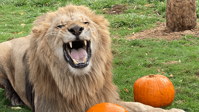 Rare and Endangered Species You May Never See Again