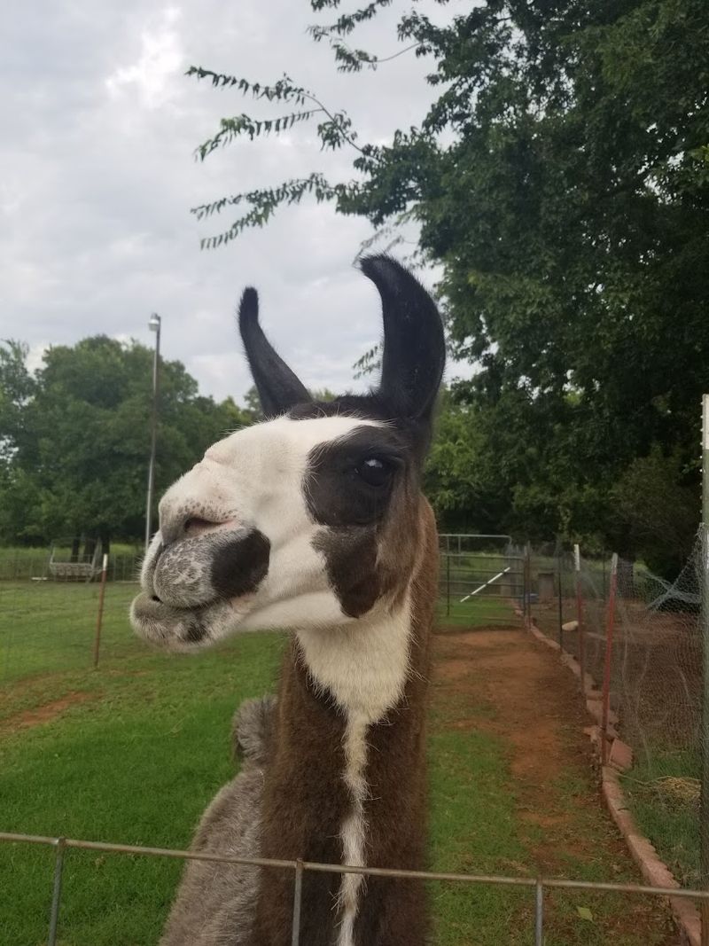 The Magnolia Trees Deserve Their Own Moment