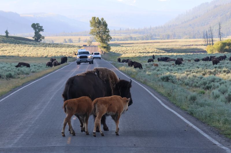 Why Wildlife Jams Became Part Of The Yellowstone Story