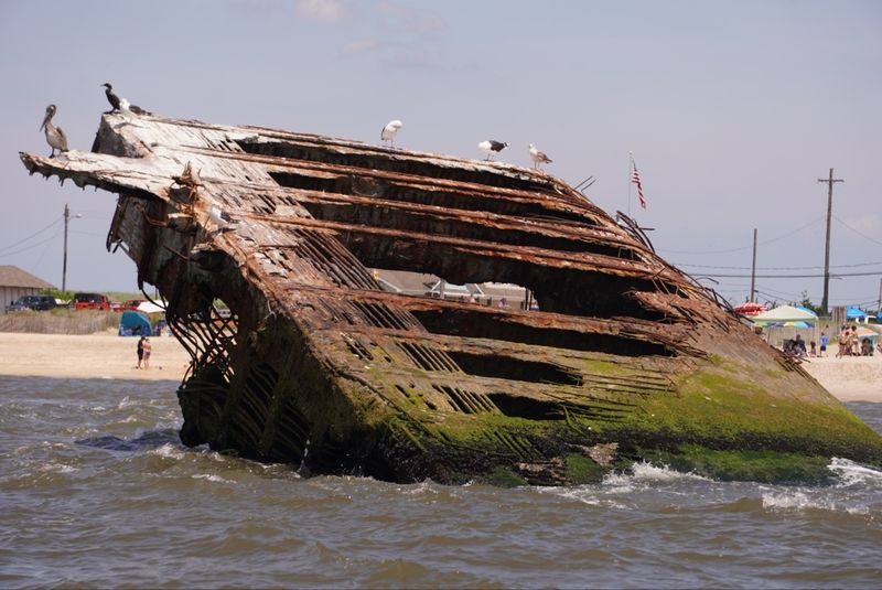 Wildlife and the Living Reef Around the Wreck