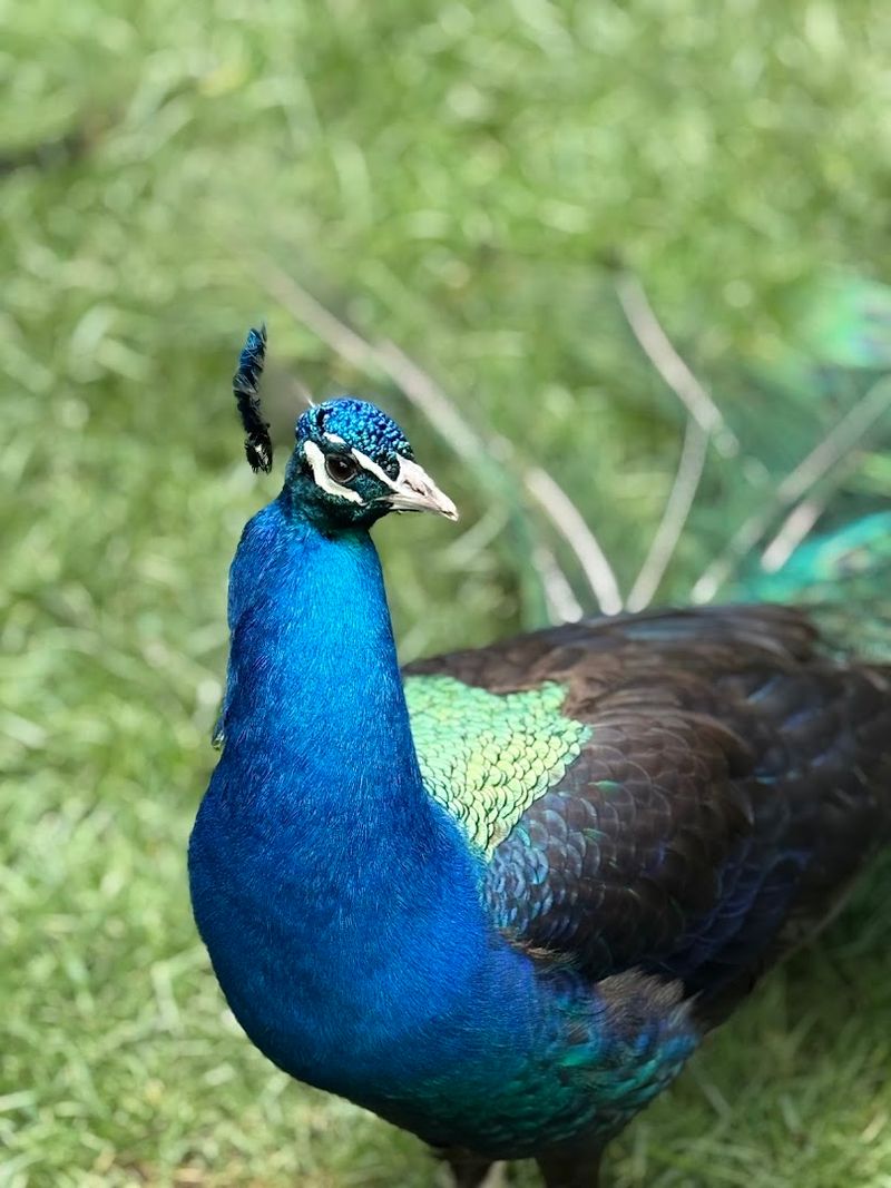 Budgie Bird Enclosure