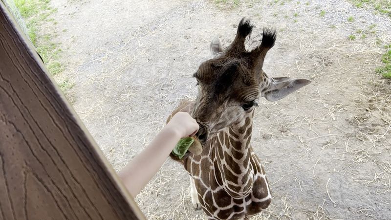 Safari Village: The Walk-Thru World Hiding Behind the Drive