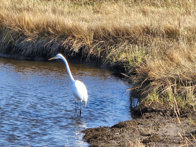 Cattus Island County Park
