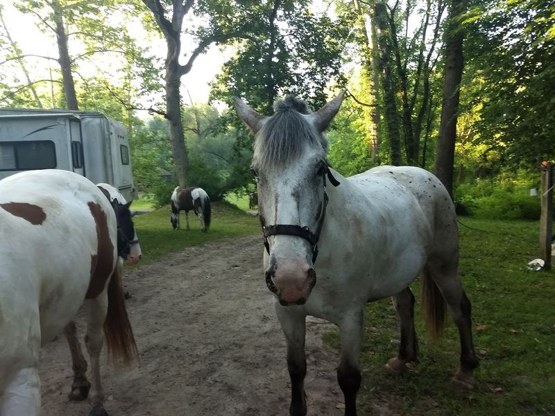 On-Site Camping That Lets You Wake Up Next to Horses Grazing at Dawn