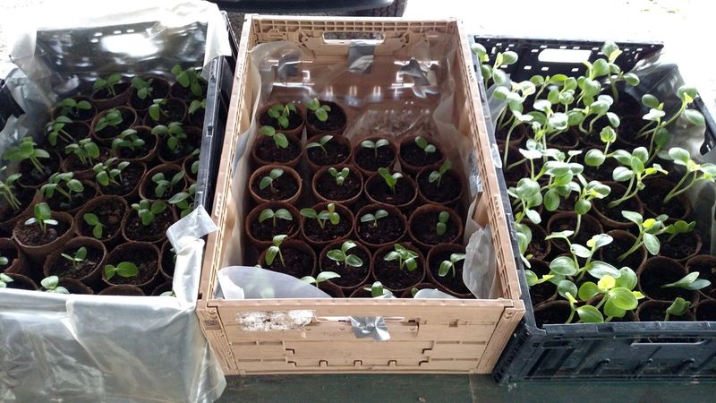 Plant Starts, Seeds, and the Market's Green Thumb Energy