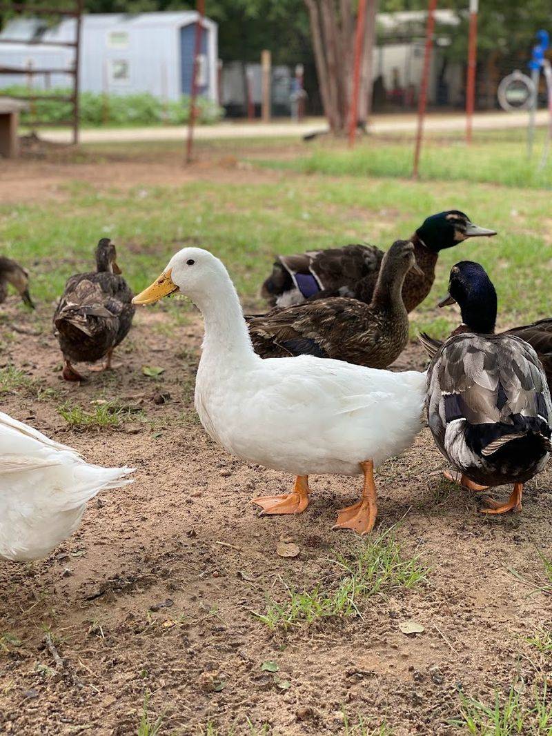 Farm-Fresh Eggs From Happy Chickens And Ducks