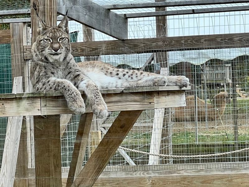 Why This Feels Bigger Than A Typical Animal Visit