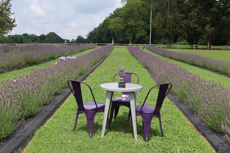 Field & Flock Lavender Farm