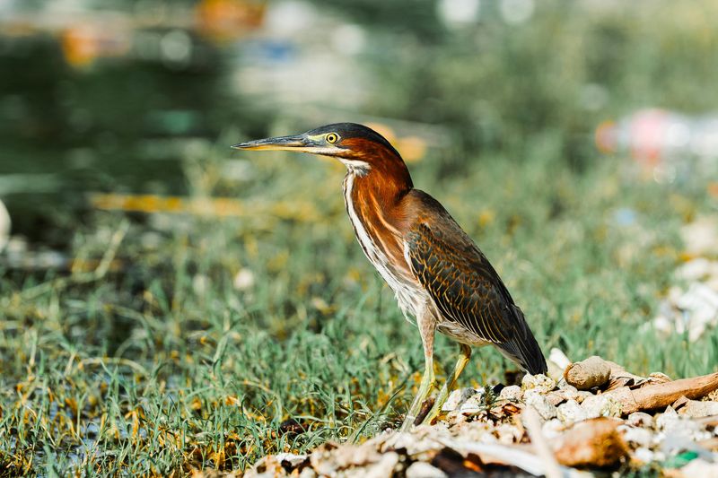 Wetland Ecosystems That Support Surprising Wildlife