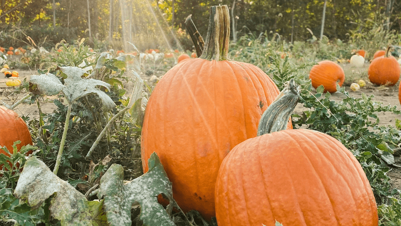 Pumpkin Patch Adventures With a Ride to the Field