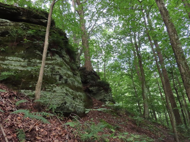 Fern Cliff Nature Preserve