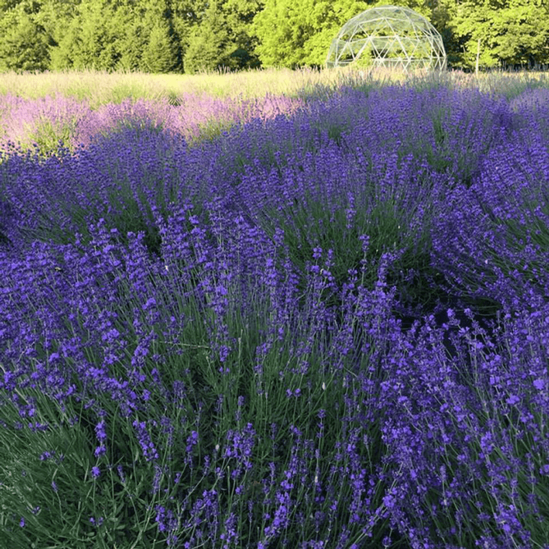 Mad Lavender Farm