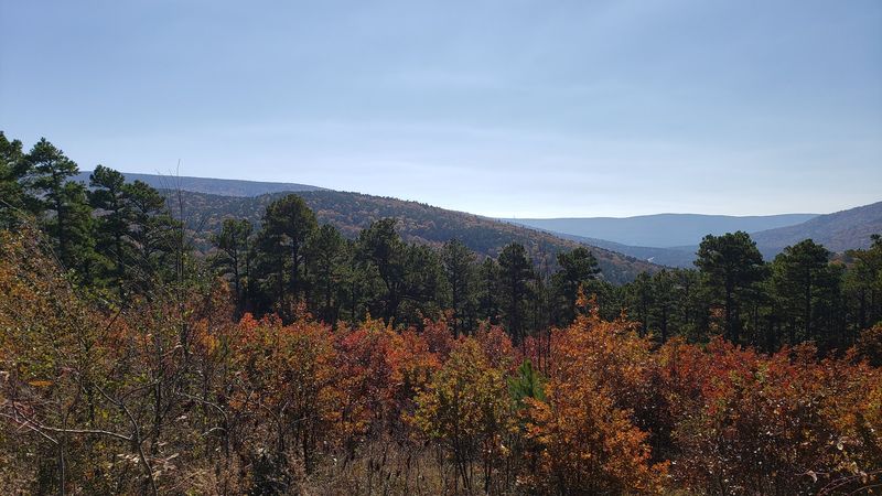 The Pine and Oak Forest Canopy Puts on a Show Every Single Season