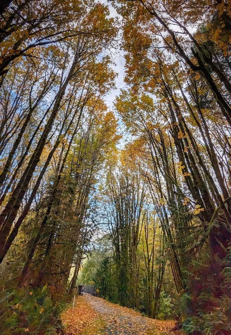 The Impressive Trestles Along the Route