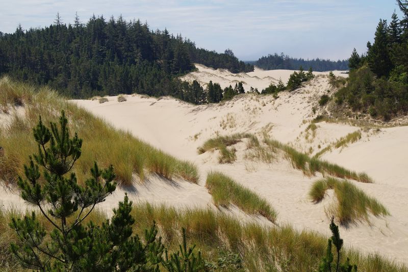 The Stunning Overlap of Sand, Forest, and Ocean