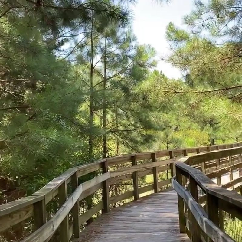 Camping Under the Pines with the Bay as Your Backdrop