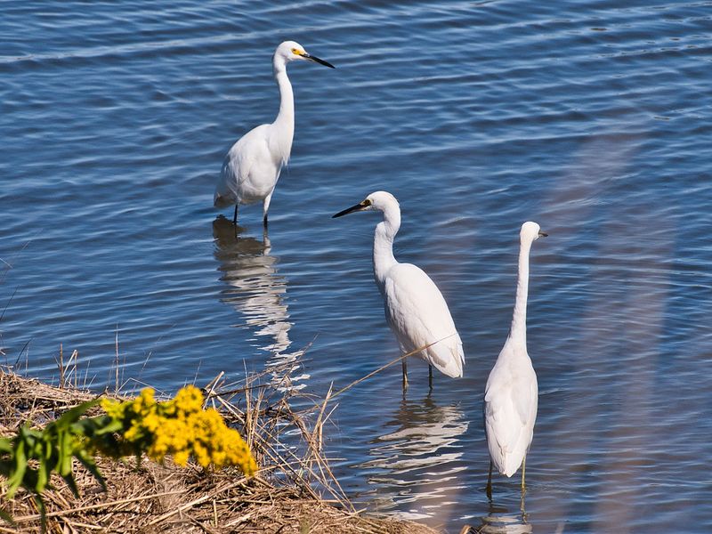 Wildlife Photography Opportunities That Draw Professionals