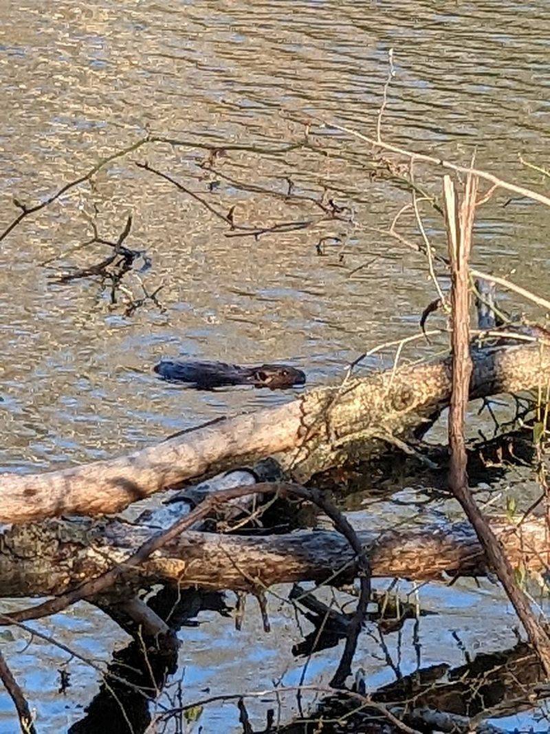 Wildlife Encounters That Catch You Off Guard