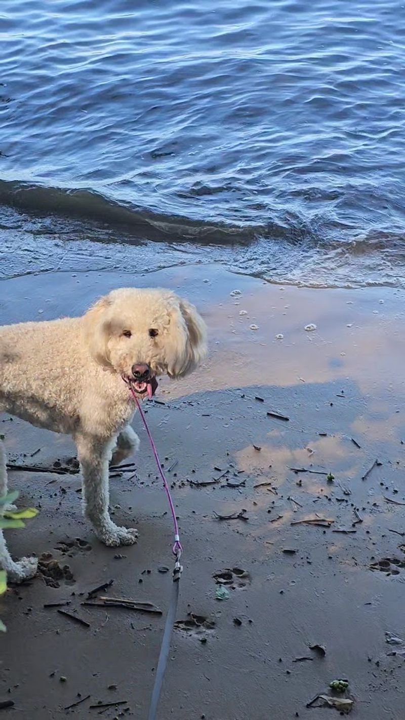 Dog-Friendly Trails That Actually Deliver