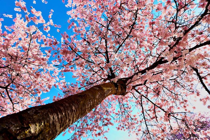 The 2026 Bloom Outlook and What the Early Signs Tell Us