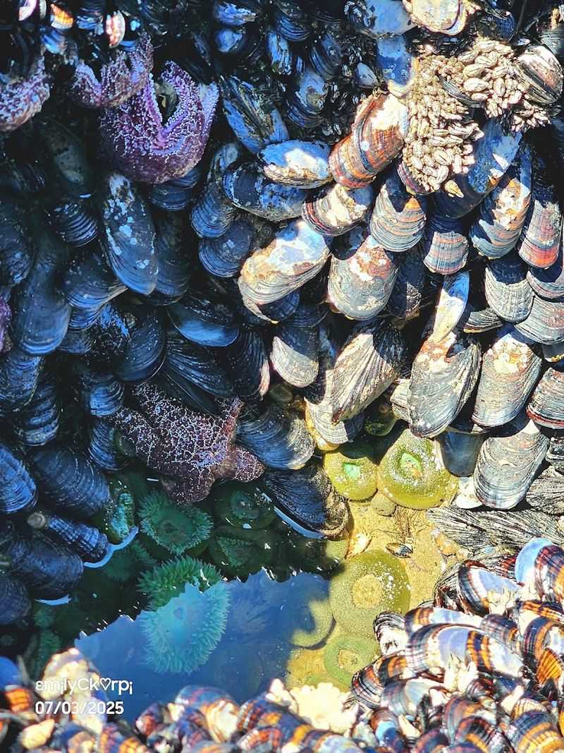 Tide Pools and Wildlife: The Beach Has Layers