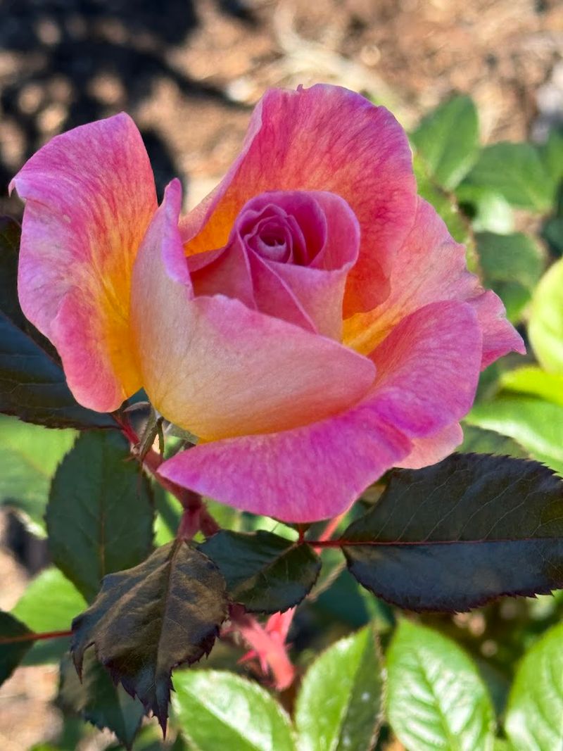 The Camellia and Daylily Collections