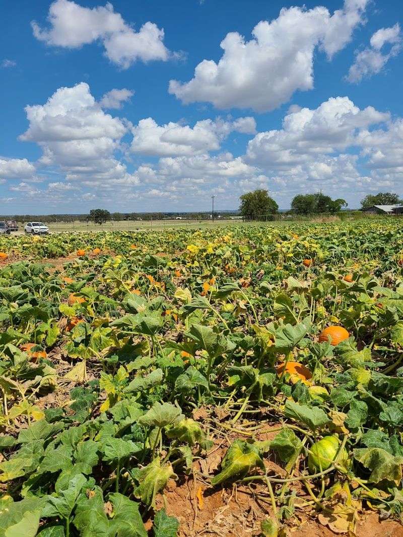 Pumpkins and Fall Season Fun
