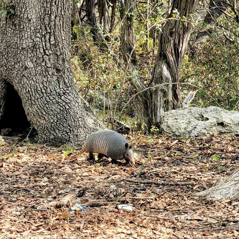 Bird Watching and Wildlife Spotting