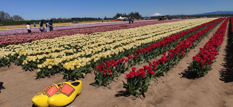 The Tulip Trail Run on March 21