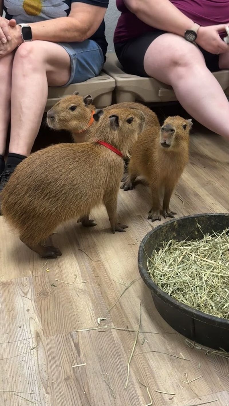 The Capybara Room Rules That Keep The Animals Comfortable