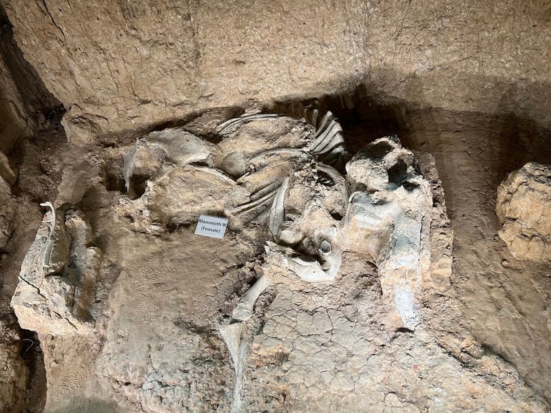 The Dig Shelter Experience You Cannot Miss