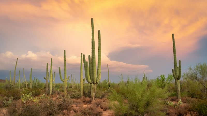 Why It Matters, Arizona Treats Saguaros Like Protected Property