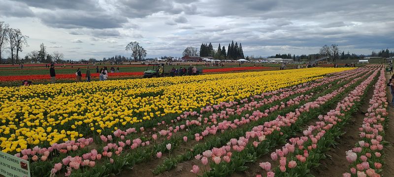 The Fields That Will Take Your Breath Away