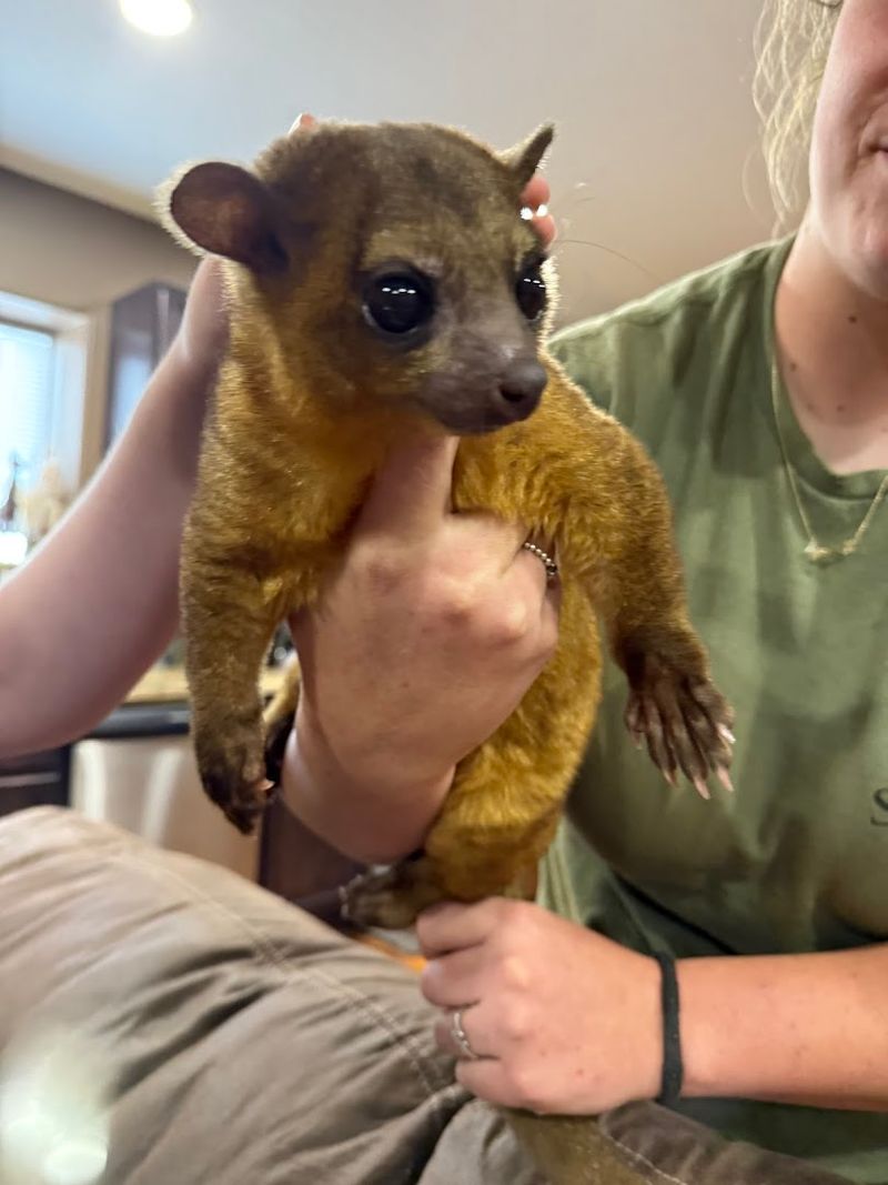 The Animals Are Clearly Well Loved