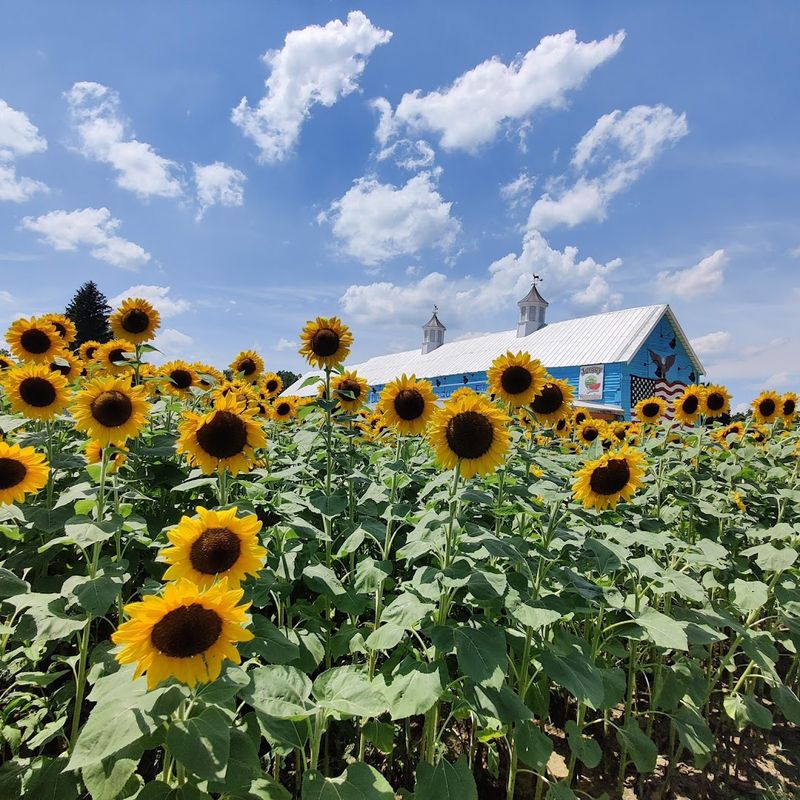 Pick-Your-Own Zinnia and Sunflower Fields