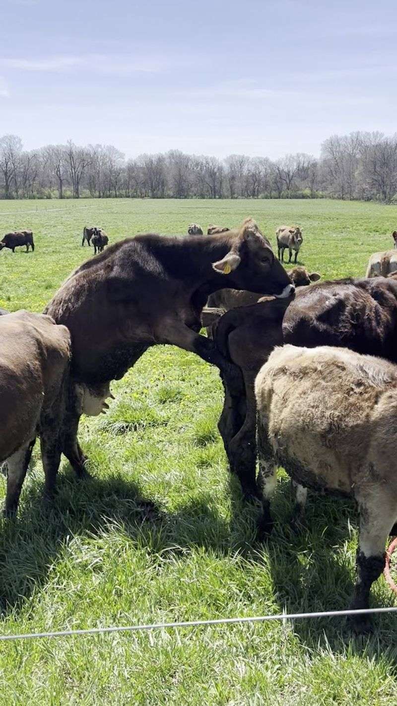 The Dairy Bar and Its Homemade Ice Cream
