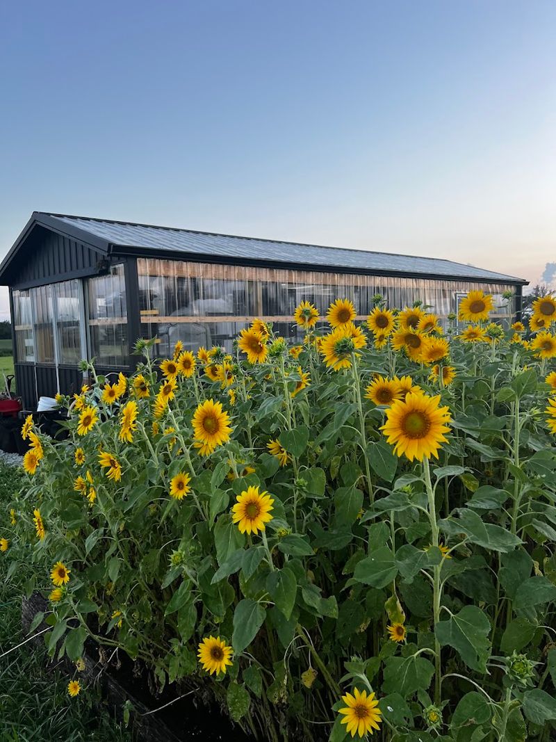The Lavender Fields Themselves Are Worth the Drive Alone
