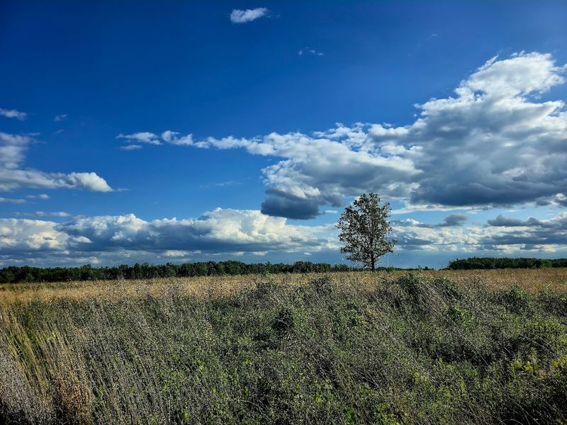 Mercer Meadows (Pole Farm District)