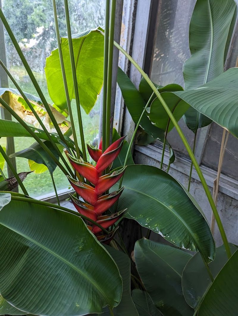 Tropical Plants That Feel Worlds Away From Indiana