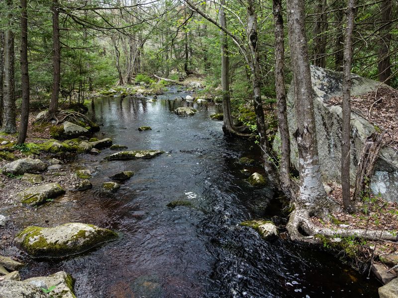 Wawayanda State Park Cedar Swamp Section