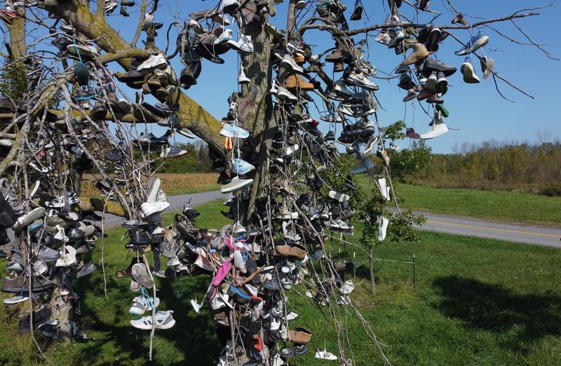 The Shoe Tree