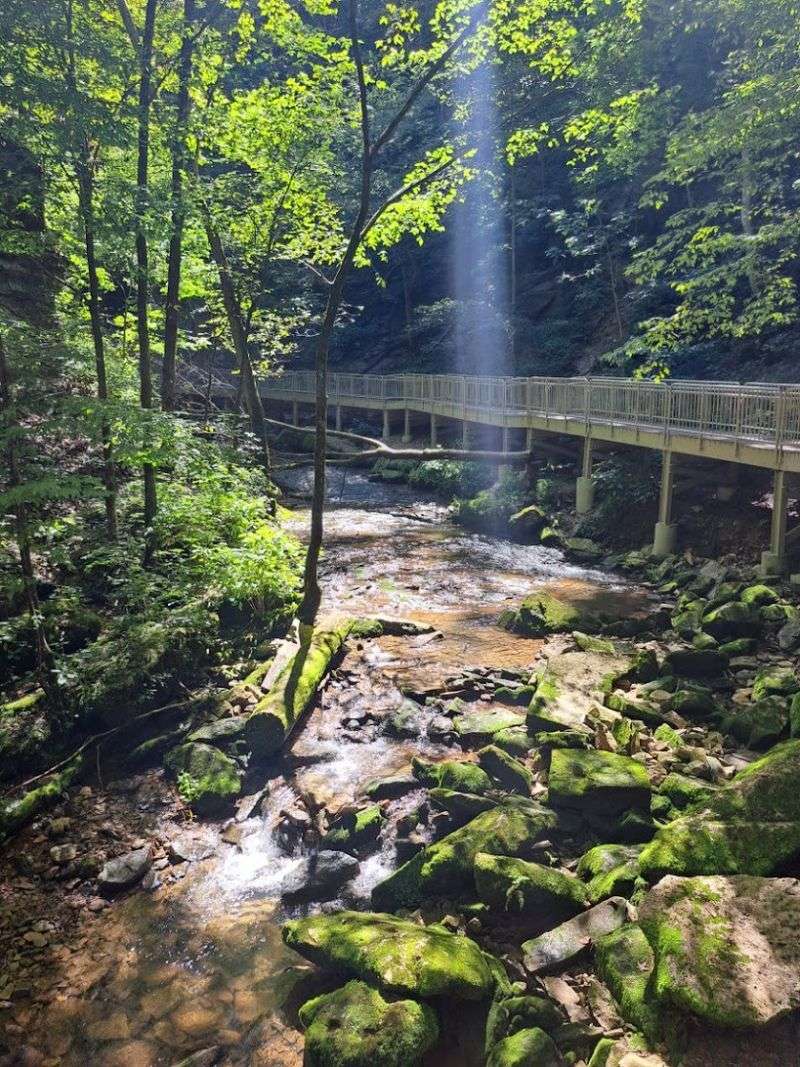 Diverse Wildlife and Native Plant Species Thrive in an Undisturbed Ecosystem