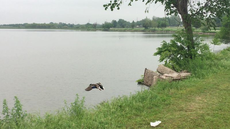 Wildlife Around the Bridge Will Catch You Off Guard