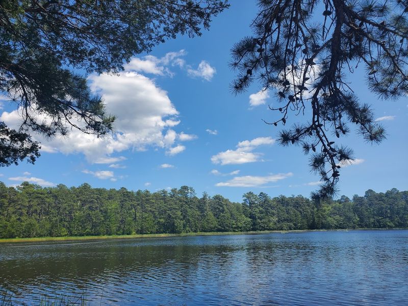 Why the Pine Barrens Deserves More Credit Than It Gets