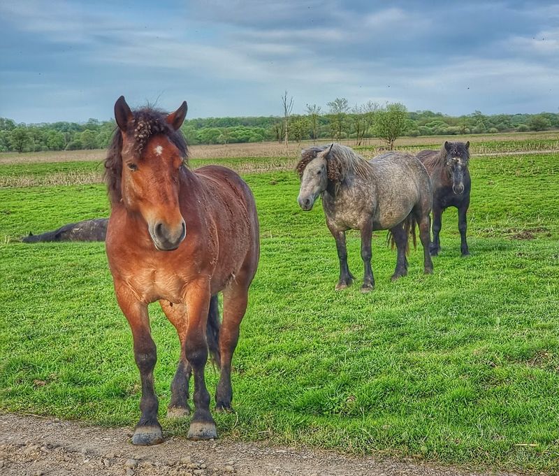 Wildlife Encounters That Surprise You