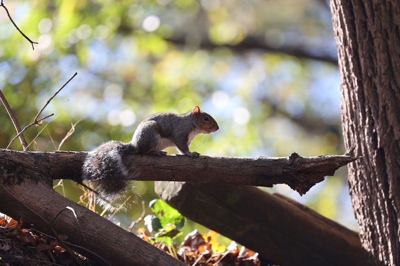 Wildlife Encounters Along the Riverbank